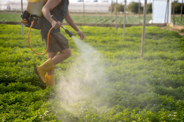 Best Affordable Pest Control Services  in Homer, GA