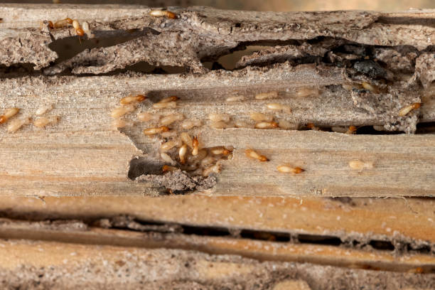 Best Wasp Removal Services  in Homer, GA